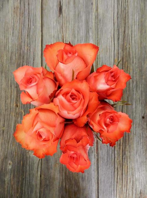 IGUANA  CORAL-ORANGE  ROSE